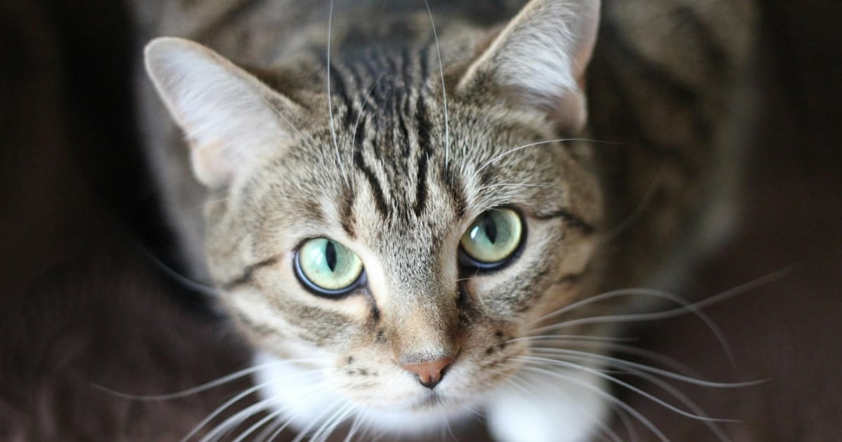 Gatos, un parásito silencioso y un llamado de atención para quienes conviven con ellos