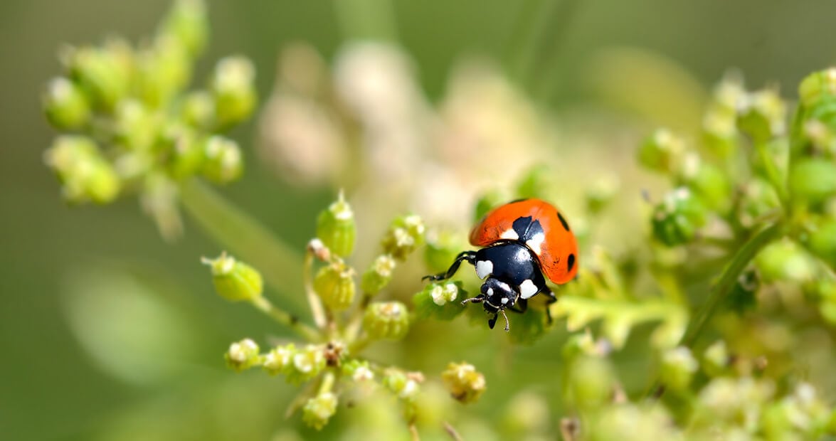 Cuando el jardín pide ayuda y la alacena alcanza: recetas caseras para espantar plagas sin química