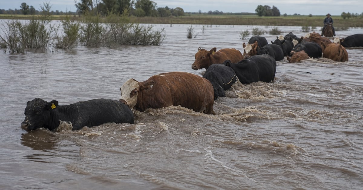 La crecida en Corrientes y la escasez mundial empujan la carne hacia arriba: el consumidor ya empieza a sentirlo