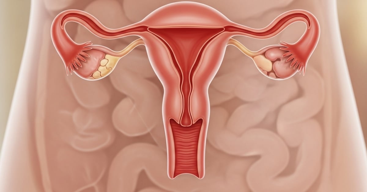 El ovario no se apaga después de la menopausia: un hallazgo que cambia la mirada sobre la salud femenina