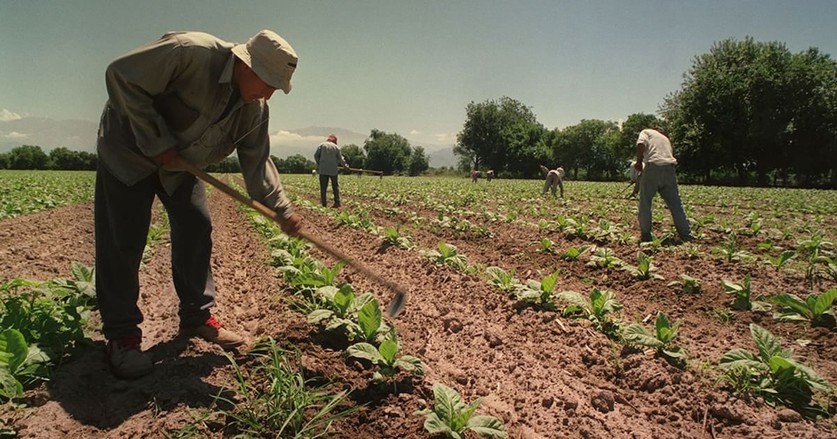 El campo sostiene el piso: los temporarios rurales conservan las asignaciones al ritmo de la AUH por un año más