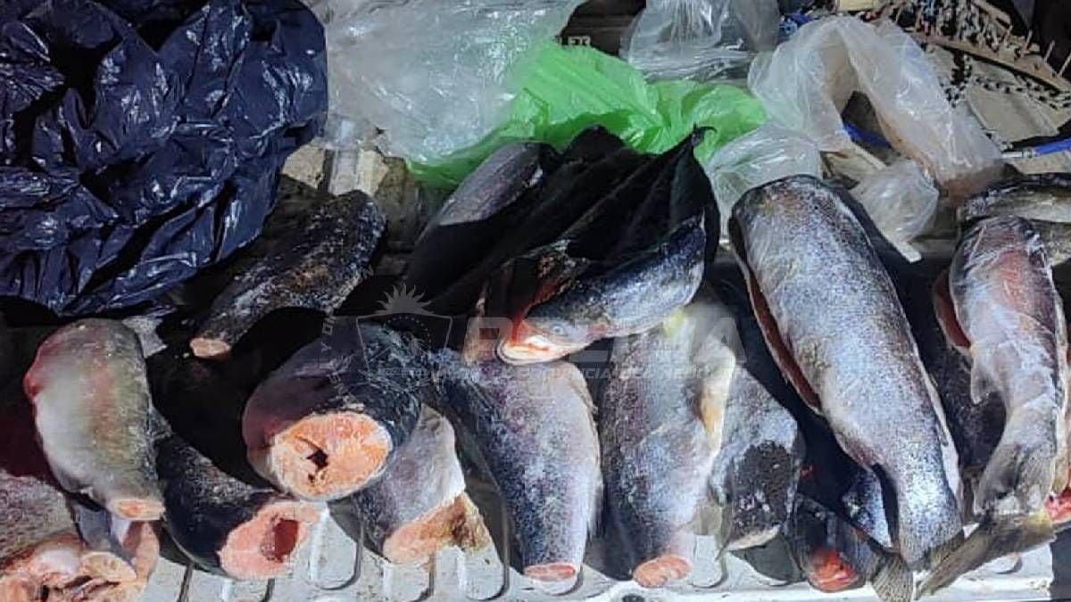La Ruta 237 como termómetro: lo que deja la previa de la temporada de pesca en la Patagonia neuquina